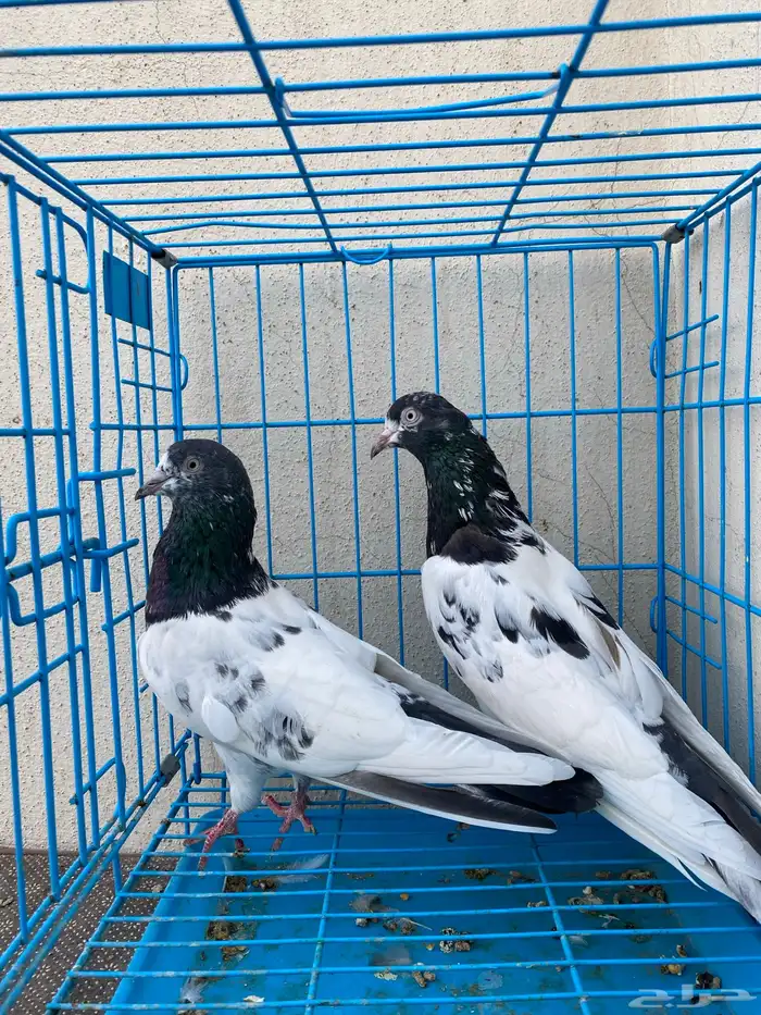 حمام باكستاني تيدي ورامبوري ورامات للبيع 4