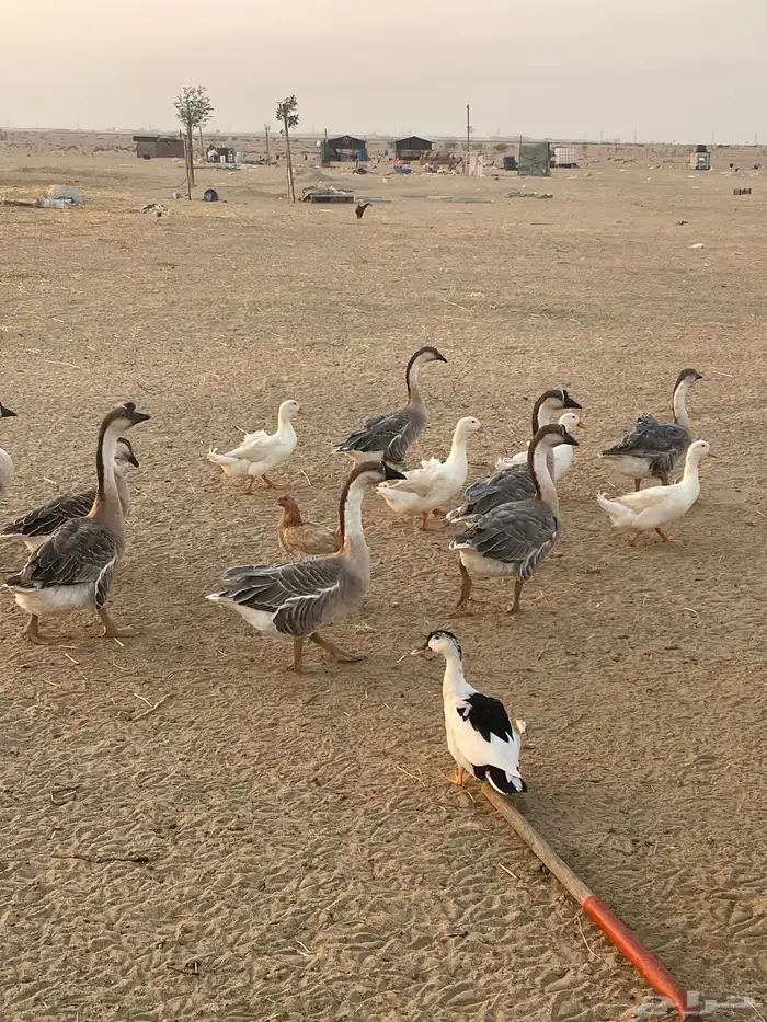 دجاج حمام وز عراقي بط 4