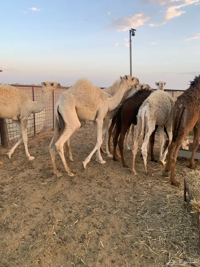 حشو قعدان 1