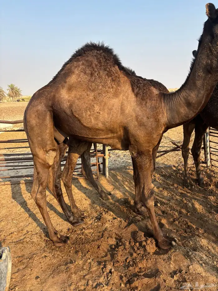 قعدان وبكار 1