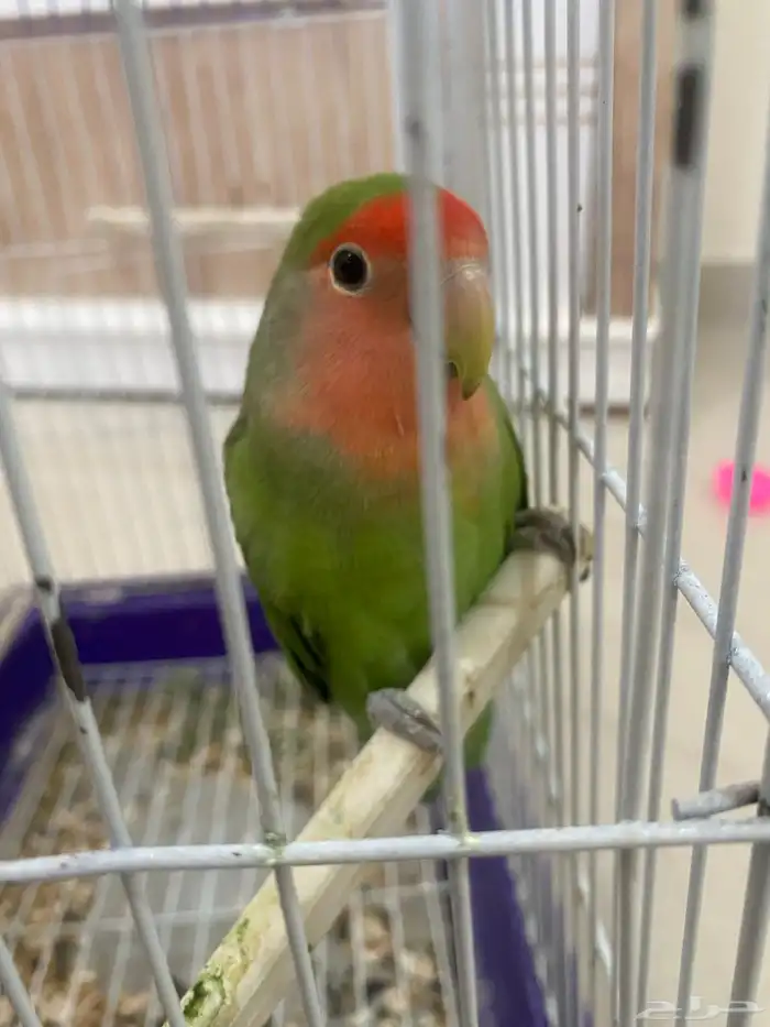 روز 1