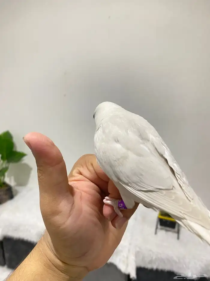 روزات اليفه جدا 9