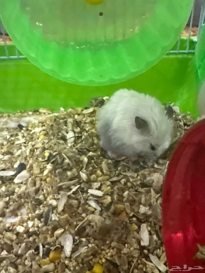 هامستر ابيض لعوب معه قفص واكل وموية 4