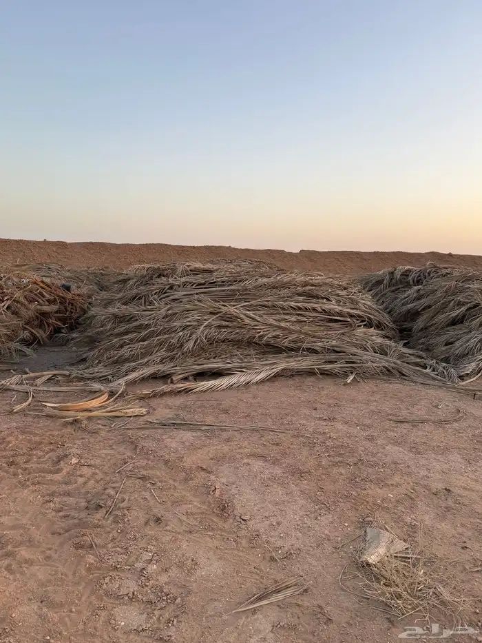 عسيب نخل 2