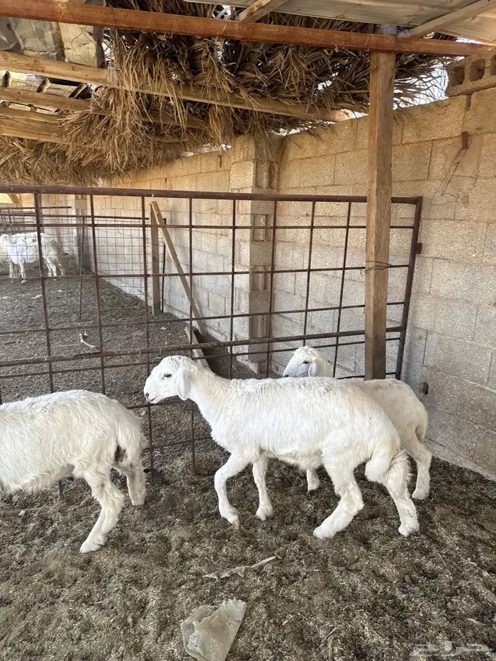 خروف حري للبيع 1