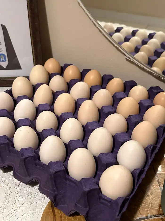 بيض بلدي 0