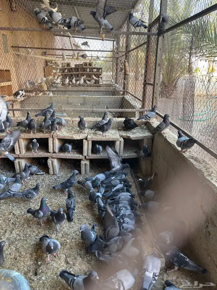 عشة كاملة للبيع 0