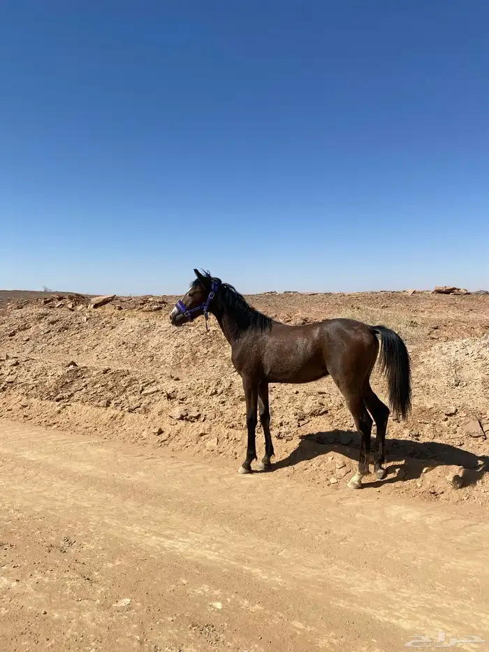مهر شعبي 5