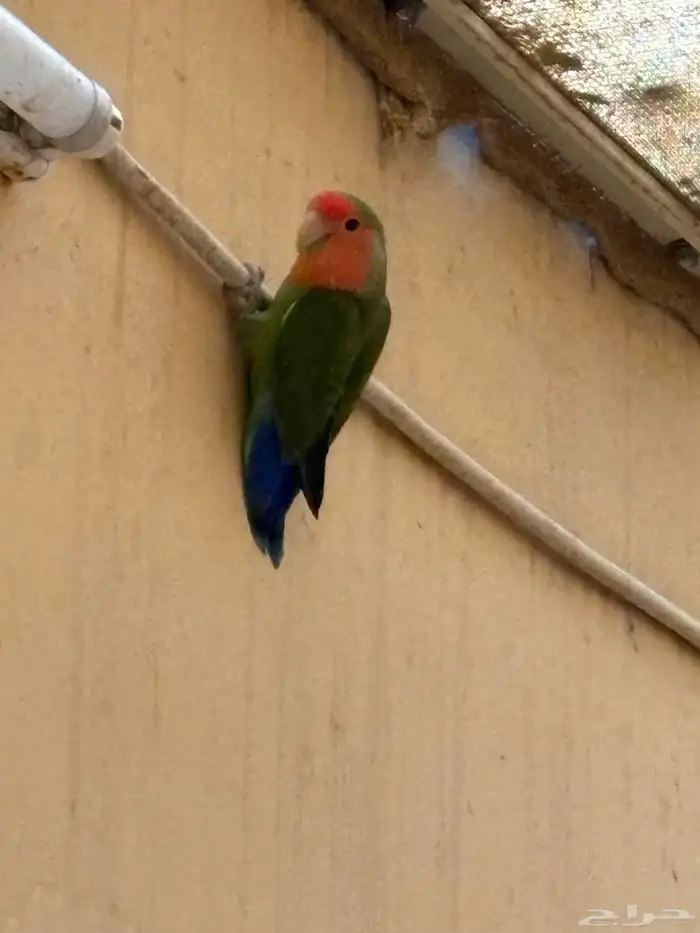 اجواز روز منتجة 1