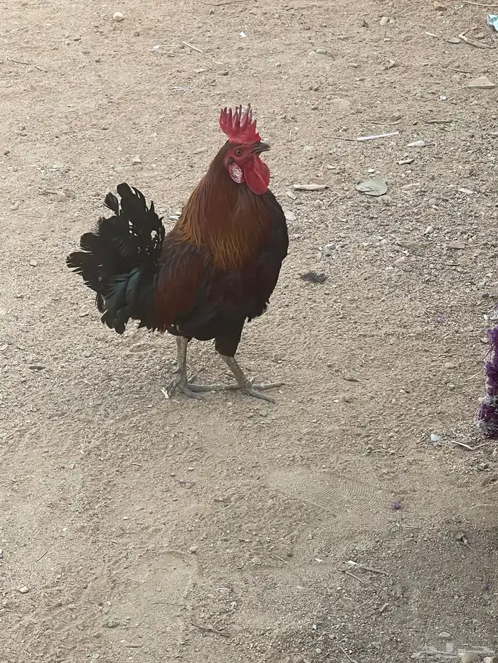 ديك عربي اصيل 1
