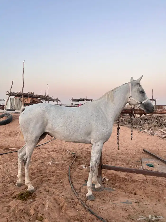 مهر شعبي بطل 3