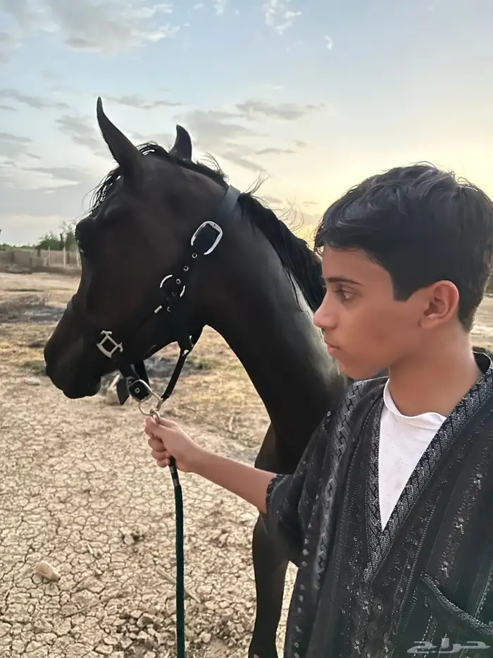 حصان ادهم للبيع الموقع تربة البقوم 2