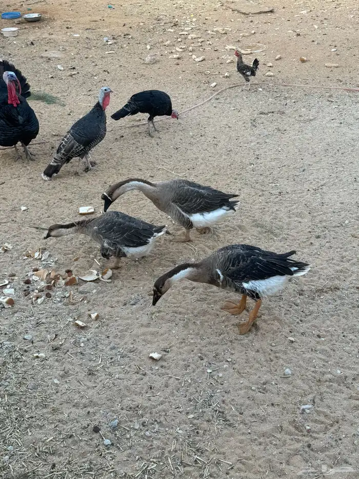 رومى و وز عراقي 3