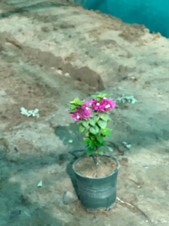مشاتل بيع الاشجار بالجملة للكميات فقط 2