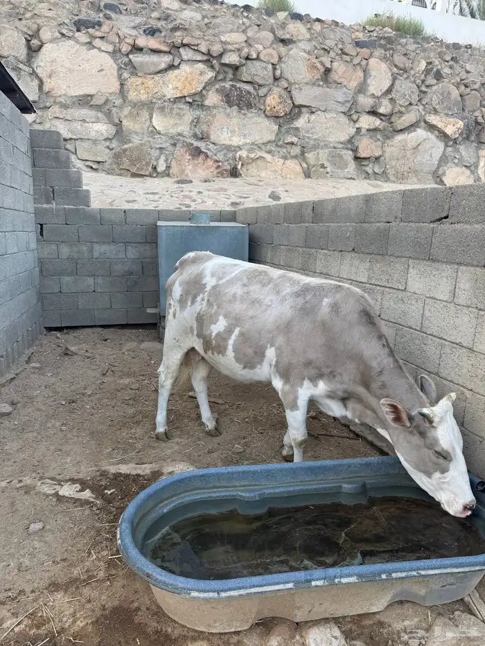 ثنتين من البقر كفوو وصغار سن 1