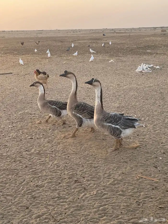 دجاج حمام وز عراقي بط 8