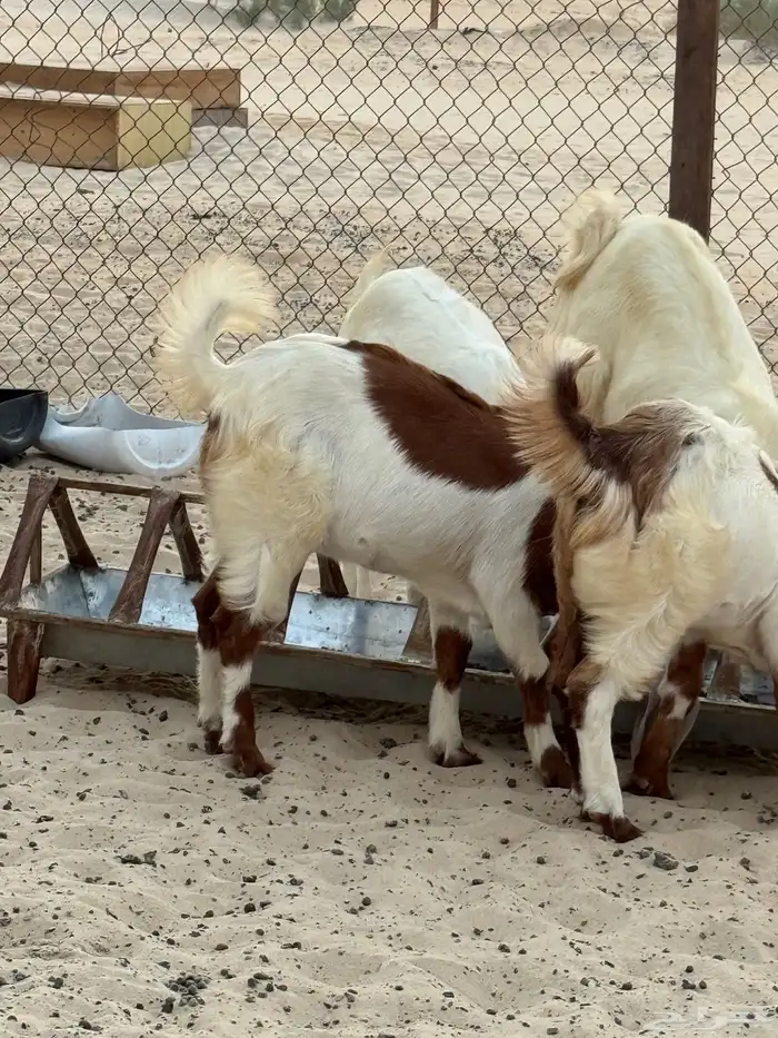 جفره مليانه 3