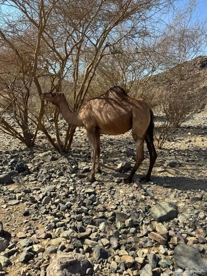 نياق القحات 2