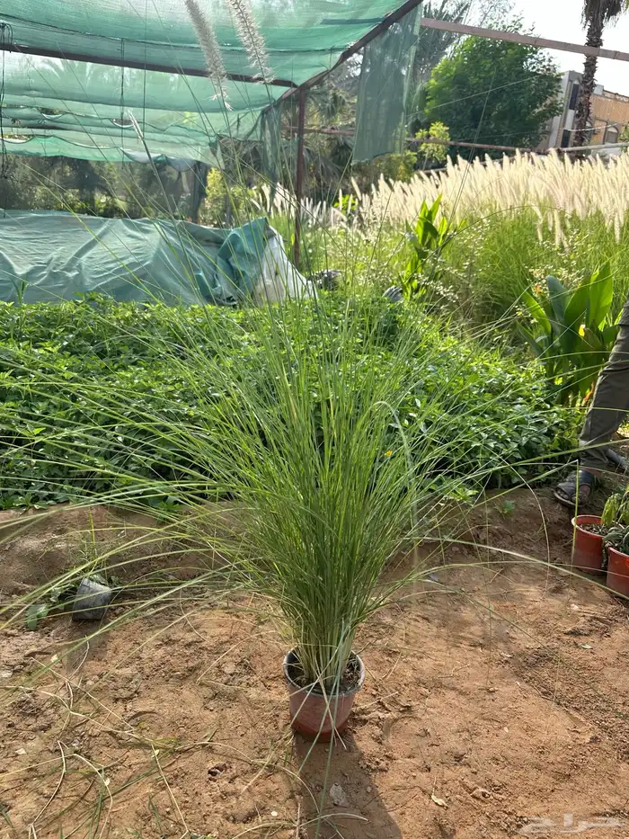 اشجار حلفا ورد   صغير اخوات خارجي  نرجس 2