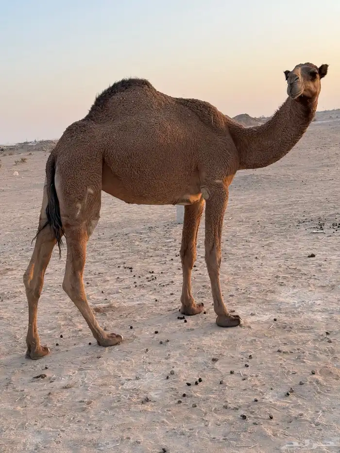 بكره سنها جذعه حايل التصاق رحم 0