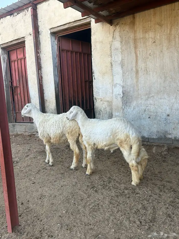 خروفين جبره للبيع 3
