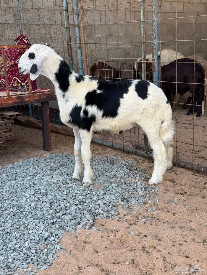 طلي نجدي (تم البيع) 0