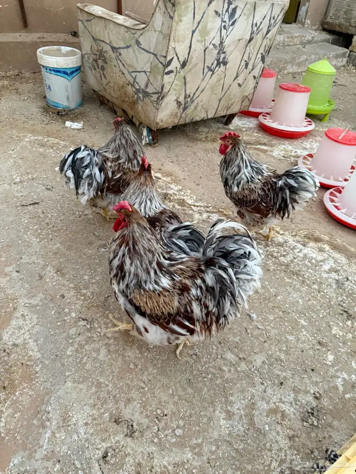 ديوك وايندوت سبلاش 7