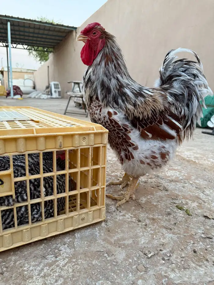 ديوك وايندوت سبلاش 0