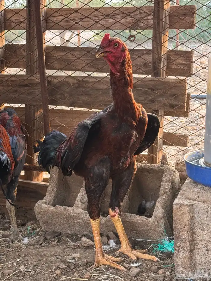 ديك باكستاني 5