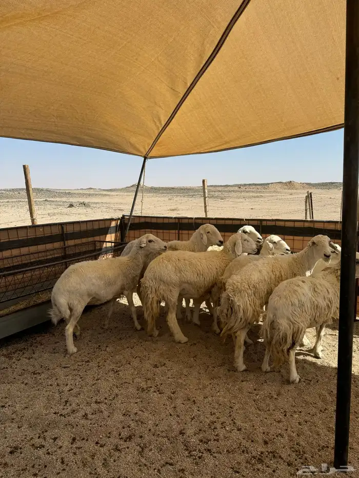 غنم حريات العدد8 3