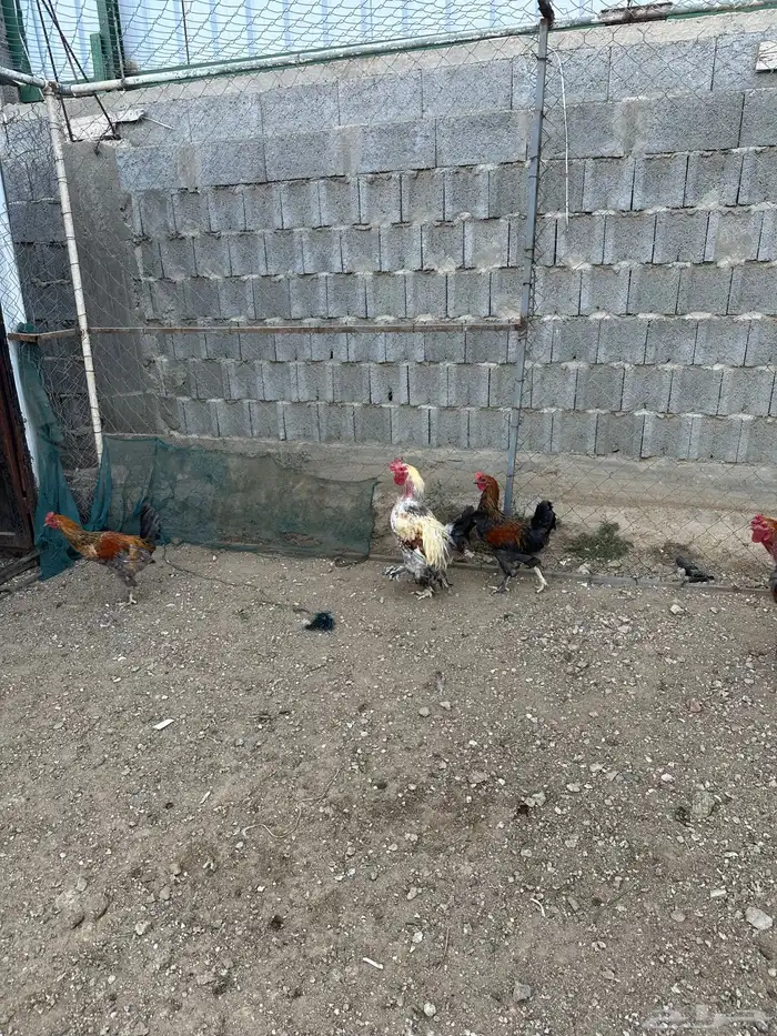 دجاج 0