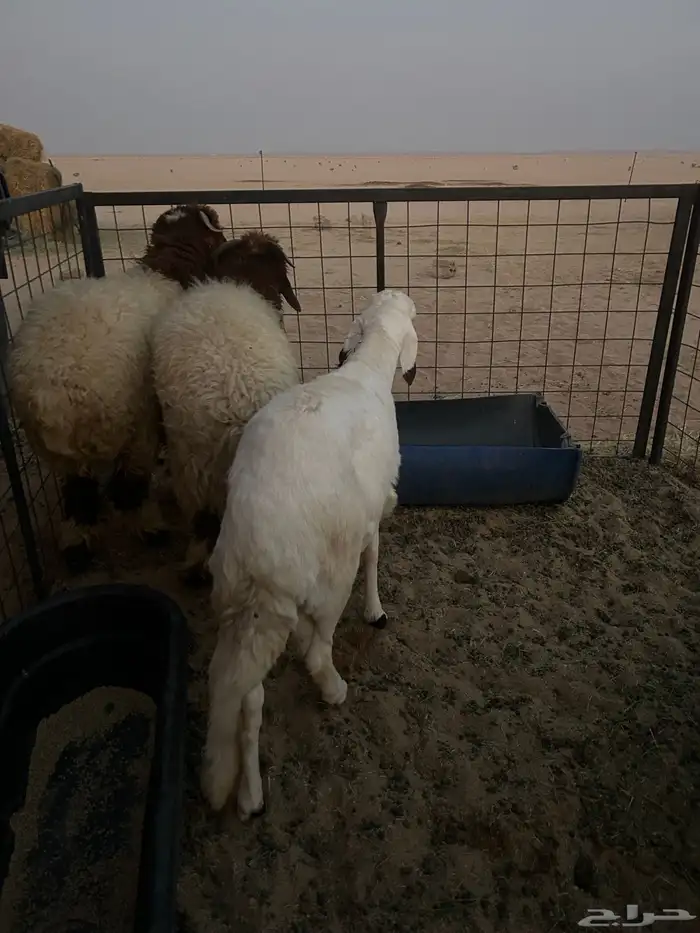 للبيع ذبايح 3
