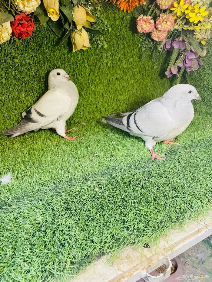 للبيع مجموعة طبات زواجل 12