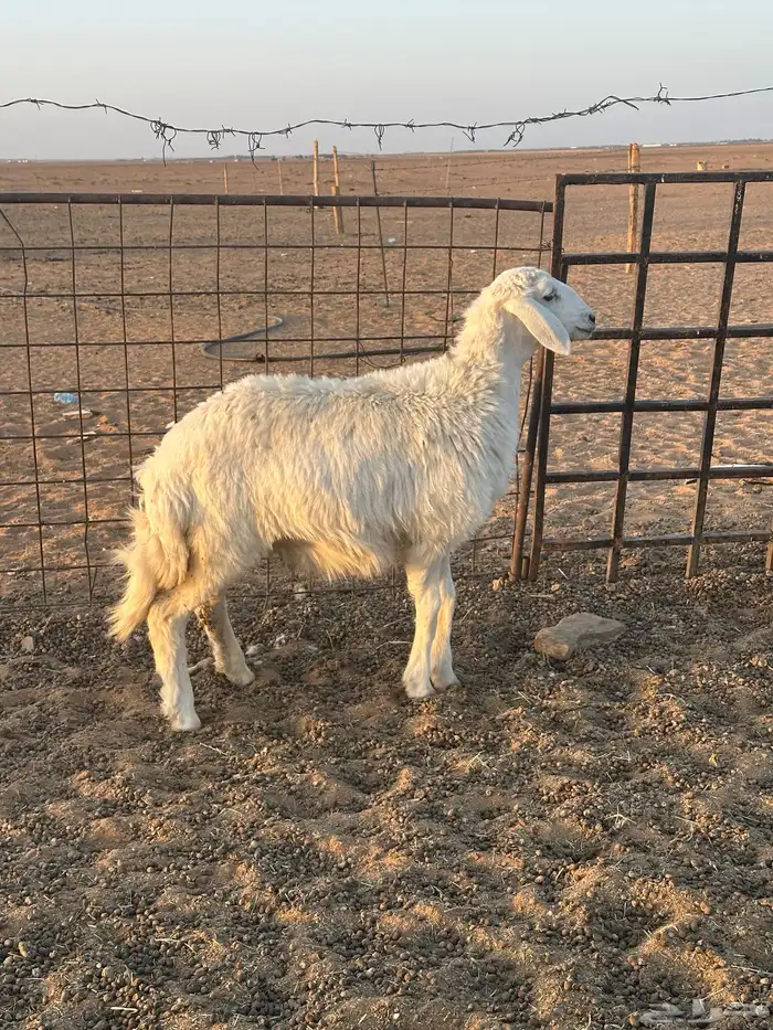 للبيع رخل حريه 0