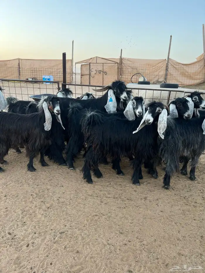 معزا عوارض صغار سن 1