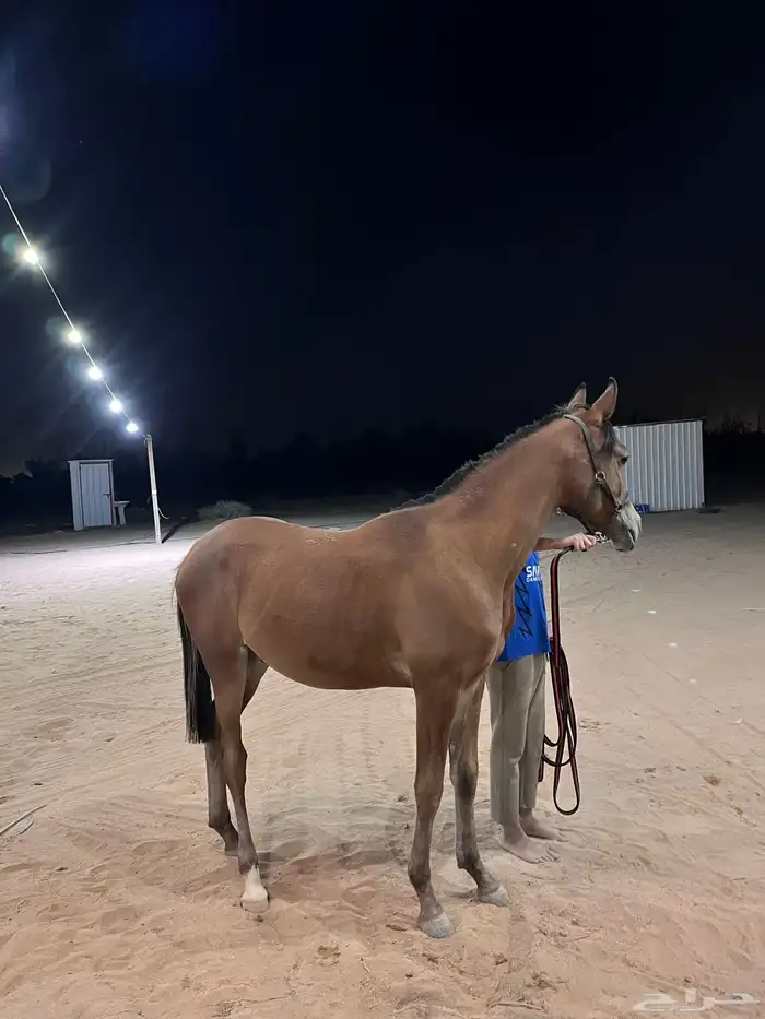 مهر شعبي بطل 2