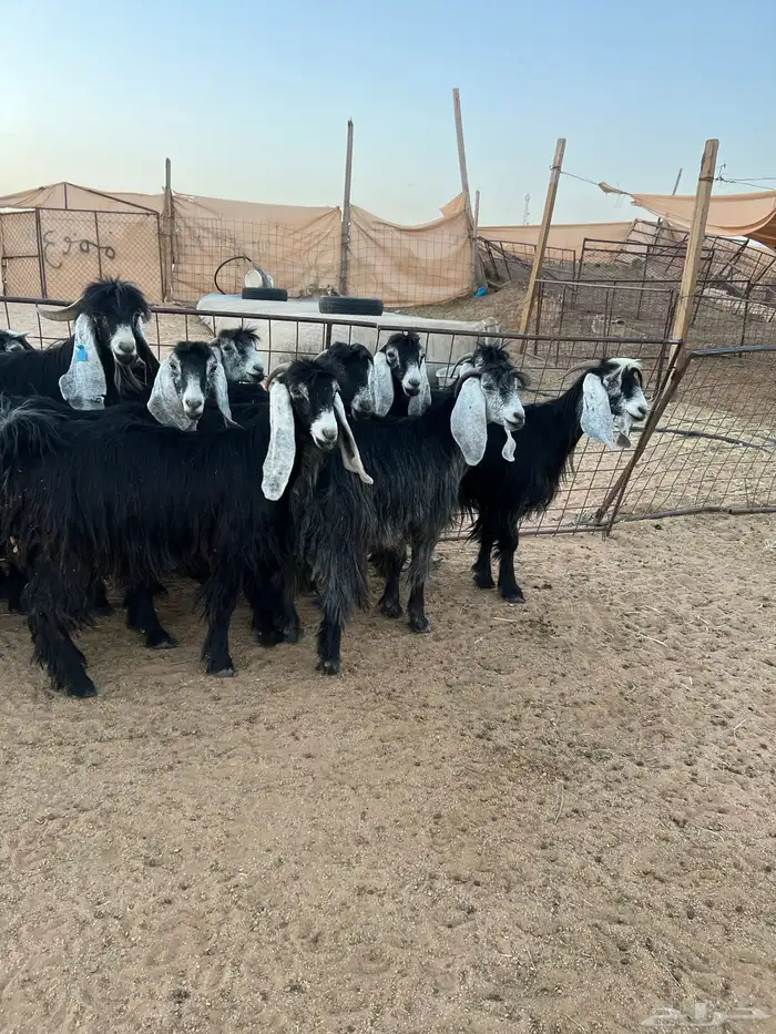 معزا عوارض صغار سن 0