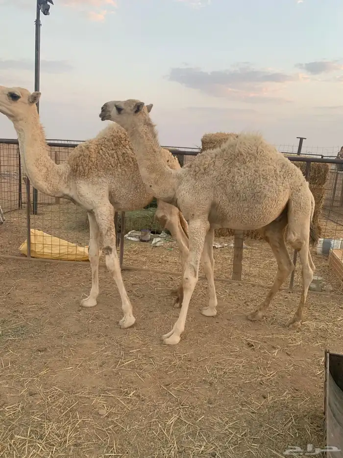 حشو قعدان 0