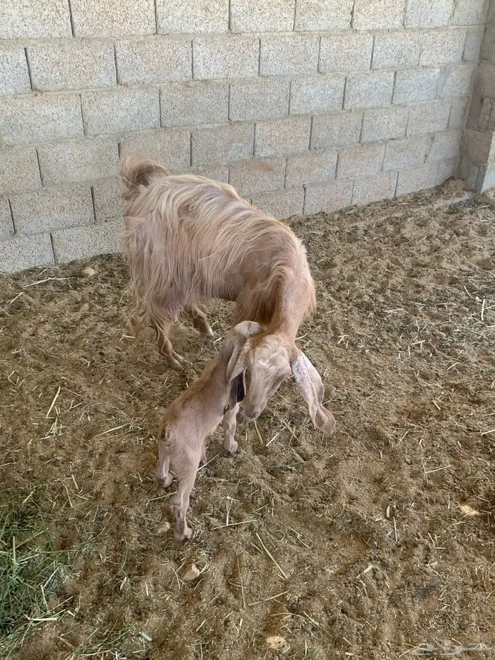 ماعز 8