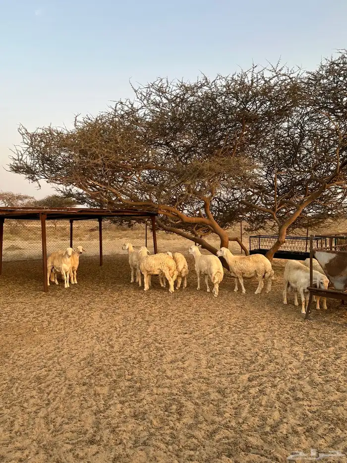 طليان ذبايح 1