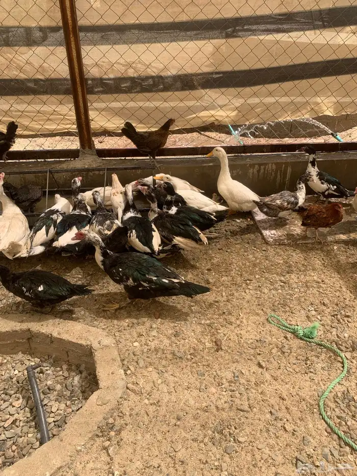 للبيع بط مصري وا بكيني 3