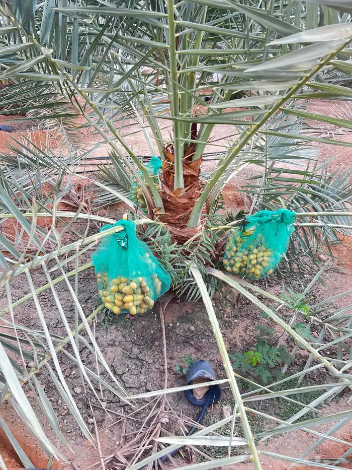 نخل وأشجار 0