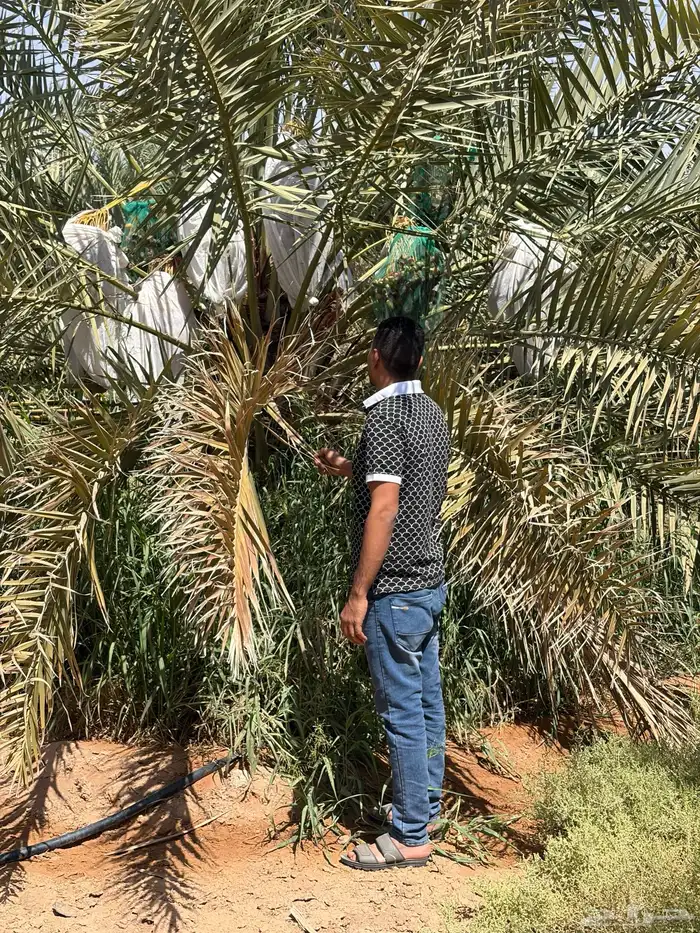حوالي 100 نخلة (جثايث) ارتفاع 2متر إلى 3 متر 0