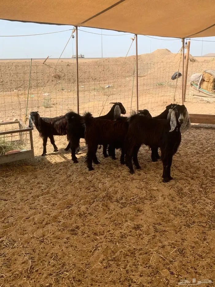 حري ذبايح ثلاجه ذبائح مناسبات اسعاره مناسبه 1200 يوجد توصيل 6