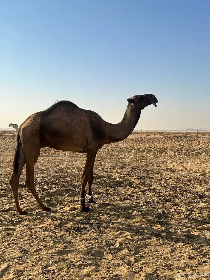 قعود اصفر 0