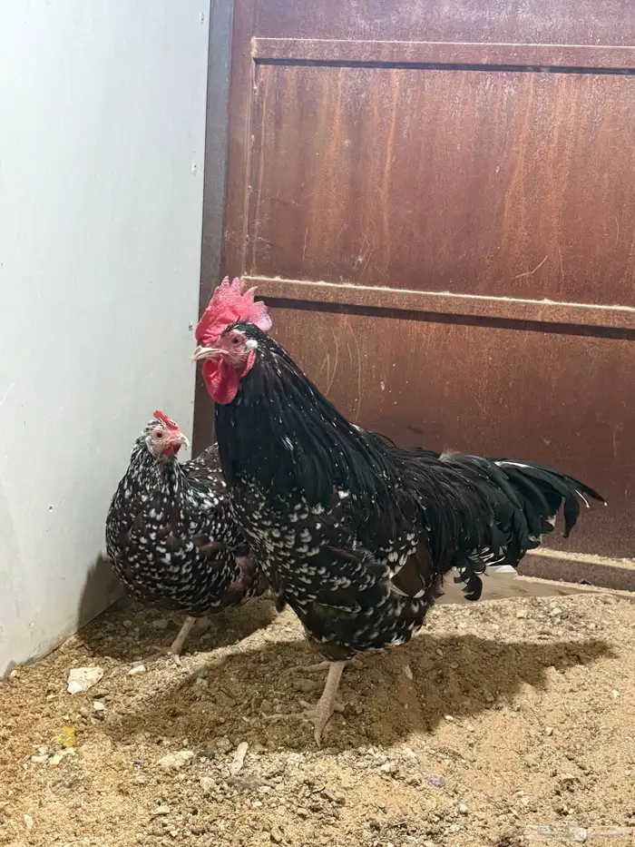 للبيع دجاج انجليزي سوسكس 5