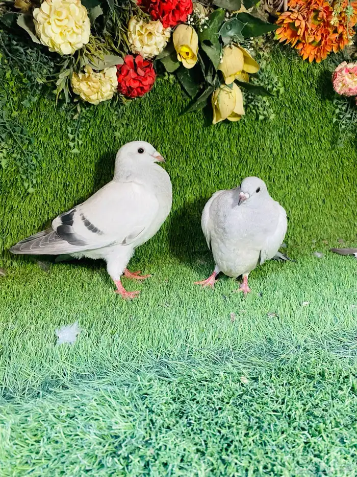 للبيع مجموعة طبات زواجل 10
