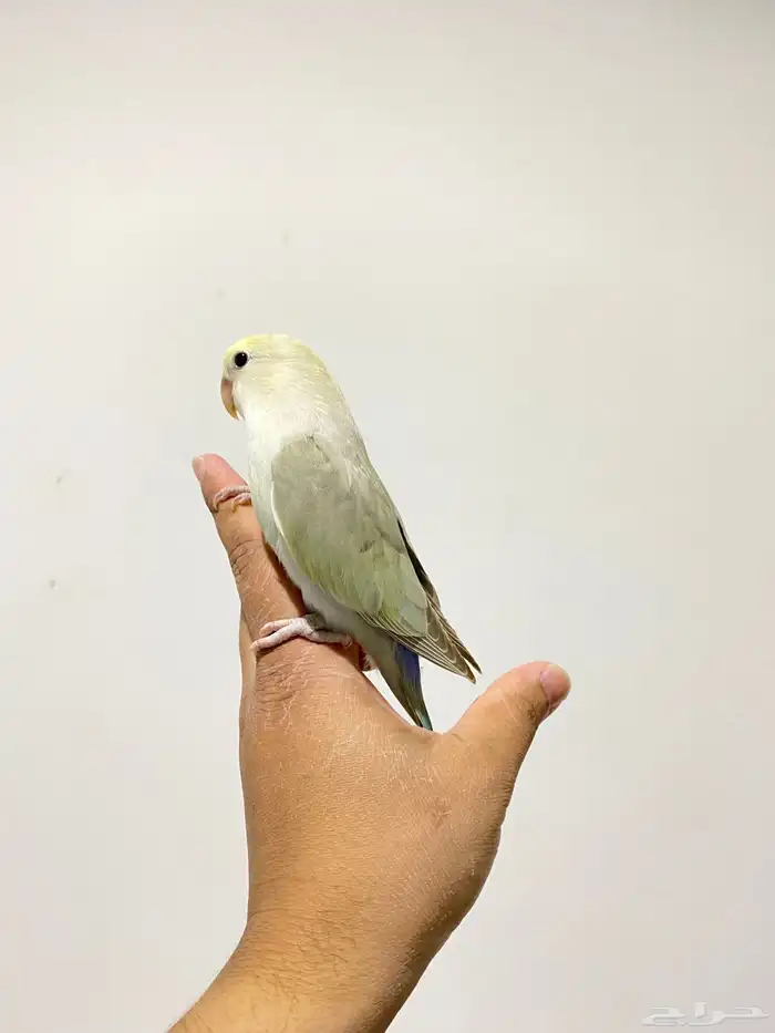 روزات اليفه جدا 1