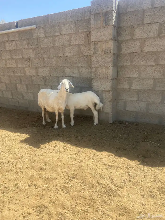 حريه متبع 0