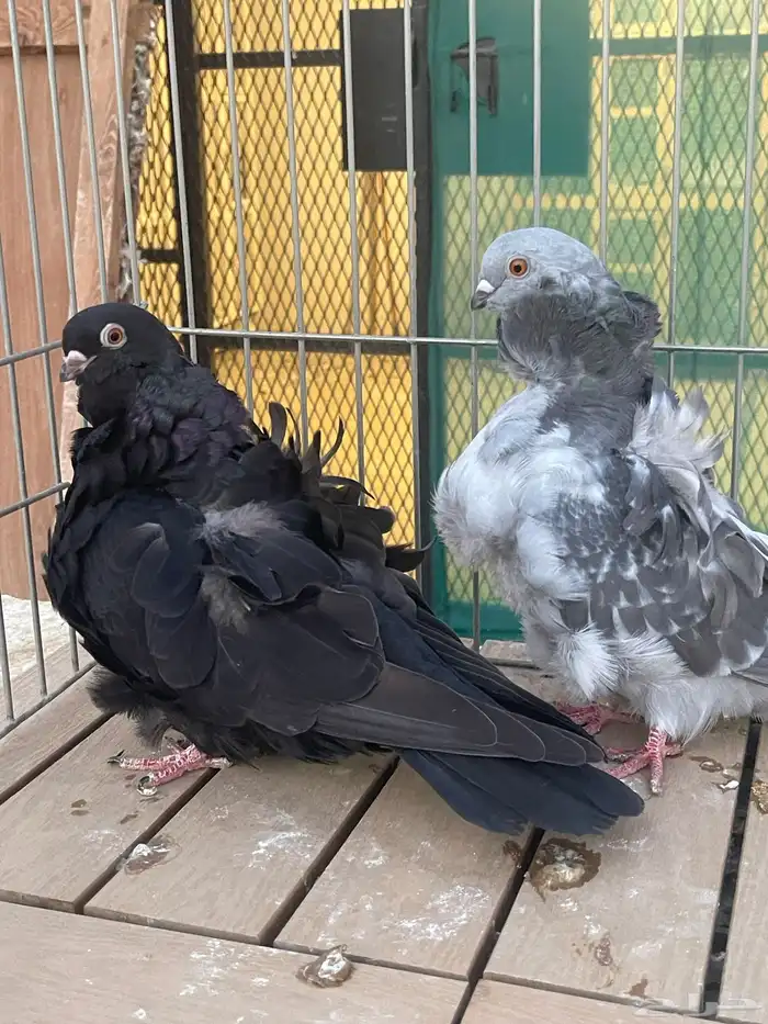 كشكش لافندر 5